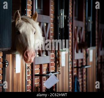 Weißes Pferd im Stall, das neugierig aussieht Stockfoto