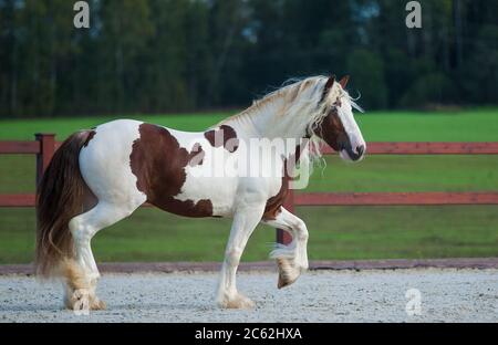 Irish Cob Hengst zeigt sich im Fahrerlager Stockfoto
