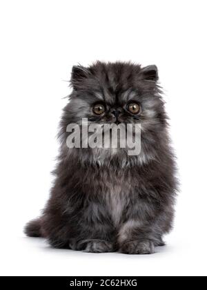 Liebenswert flauschig schwarz Rauch Perserkatze Kätzchen, sitzen nach vorne / Blick direkt auf die Kamera mit runden braunen Augen. Isoliert auf weißem Hintergrund. Stockfoto