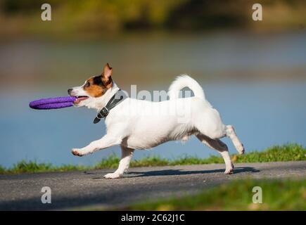 Niedlichen Jack russel Hund läuft mit Spielzeug in Zähne Stockfoto