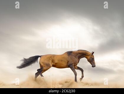 Akhal-teke Hengst läuft allein in Prärien Stockfoto