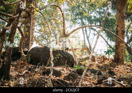 Goa, Indien. Lustige Graue Langur Affen Mit Geschlossenen Augen Entspannen Auf Stein Sitzen Im Dschungel Wald Stockfoto