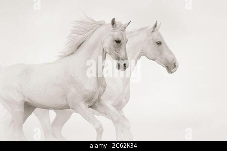 Zwei reinrassige Hengste laufen im Galopp in monochromen Tönen zusammen Stockfoto