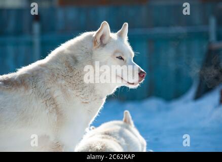 Weiße sibirische Husky im Winterportrait Stockfoto