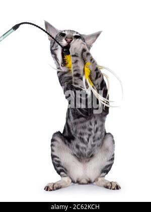 Silberne gestromte Orientalische Kurzhaar-Katze, die vorne auf Hinterpfoten sitzt. Beißen in gelb gefiederten Spielzeug. Isoliert auf weißem Hintergrund. Stockfoto