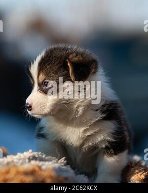 Welsh Corgi pembroke Welpen Porträt Stockfoto