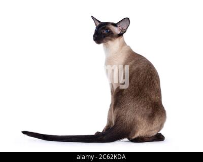 Junge Erwachsene Robbenspitze Siamkatze, rückwärts sitzend. Blick über die Schulter zeigt Profil mit hypnotisierenden blauen Augen. Isoliert auf weißem Hintergrund. Stockfoto