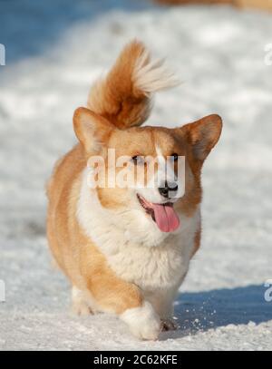Welsh Corgi pembtoke Hund im Winter Stockfoto