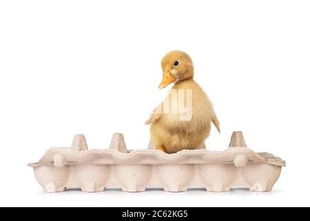 Drei Tage alte süße Peking Ente Küken, stehend in / auf Eierbox. Blick auf die Kamera. Isoliert auf weißem Hintergrund. Stockfoto