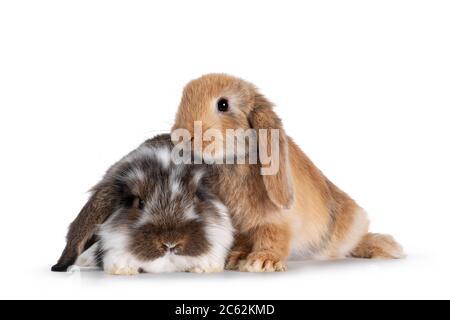 Braun mit weiß gepunkteten und massivem braunen Kaninchen, zusammen sitzend. Blick auf die Kamera. Isoliert auf weißem Hintergrund. Stockfoto