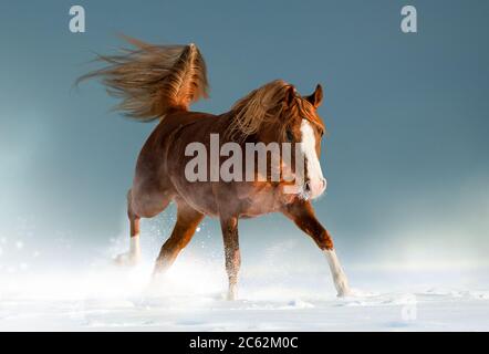 Schöne Kastanien arabischen Pferd im Winter spielen im Schnee Stockfoto