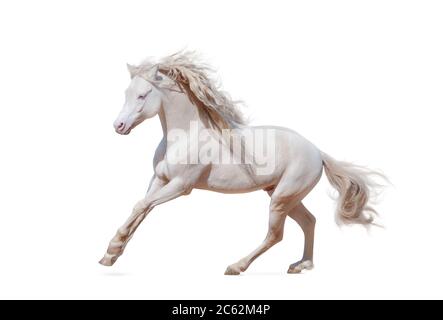 Schönes welsh Pony isoliert galoppieren über einem weißen Stockfoto