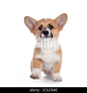 Liebenswert Welsh Corgi Pembroke Hund Welpe, zu Fuß nach vorne in Richtung Kamera. Mit glänzenden Augen direkt zur Kamera schauen. Isoliert auf weißem Hintergrund Stockfoto