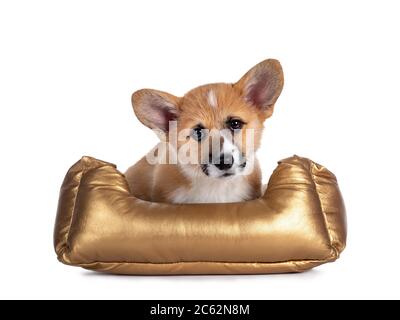 Bezaubernder Welsh Corgi Pembroke Hund Welpe, sitzt mit Blick nach vorne in goldenen Korb. Mit glänzenden Augen direkt zur Kamera schauen. Isoliert auf weißem Hintergrund Stockfoto