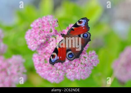 Makro des schönen europäischen Pfauenschmetterlings auf Gartenblume Hylotephium tephium, oder Sedum tephium, bekannt als Orpin, livelong, Frosch-Magen, Stockfoto