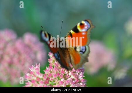 Makro des schönen europäischen Pfauenschmetterlings auf Gartenblume Hylotephium tephium, oder Sedum tephium, bekannt als Orpin, livelong, Frosch-Magen, Stockfoto