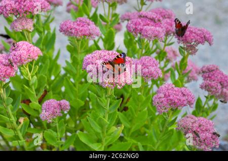 Makro des schönen europäischen Pfauenschmetterlings auf Gartenblume Hylotephium tephium, oder Sedum tephium, bekannt als Orpin, livelong, Frosch-Magen, Stockfoto