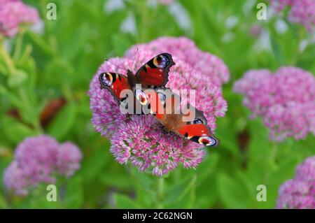 Makro des schönen europäischen Pfauenschmetterlings auf Gartenblume Hylotephium tephium, oder Sedum tephium, bekannt als Orpin, livelong, Frosch-Magen, Stockfoto