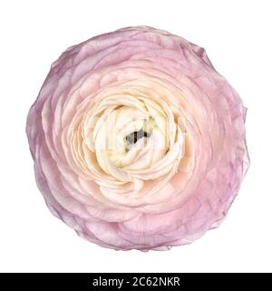 Draufsicht auf einzelne rosa Pfingstrose, isoliert auf weißem Hintergrund. Stockfoto