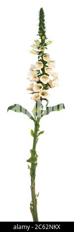 Seitenansicht der einstämmig Fuchshandschuh Blume, isoliert auf weißem Hintergrund. Stockfoto