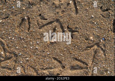 Nettuno, Roma, 06/09/2014: Torre Astura Beach. Stockfoto