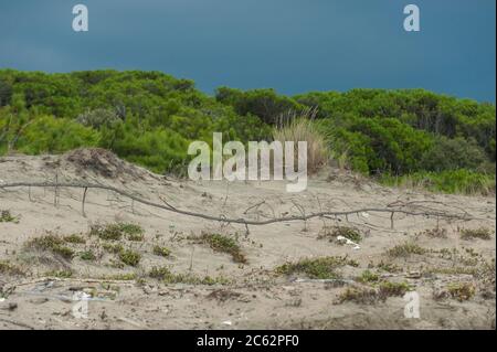 Nettuno, Roma, 06/09/2014: Torre Astura Beach. Stockfoto