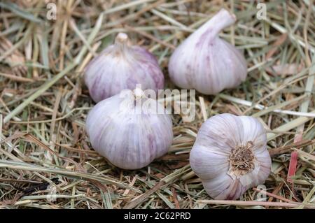 Knoblauchköpfe auf dem Heu.Knoblauchköpfe Nahaufnahme. Stockfoto