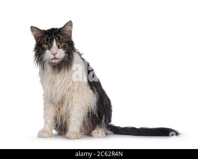 Nass frisch gewaschen Erwachsene Norwegische Waldkatze, sitzt nach vorne. Die Kamera ist verärgert. Isoliert auf weißem Hintergrund. Stockfoto