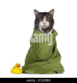 Nass frisch gewaschen Erwachsene Norwegische Waldkatze, sitzt nach vorne in grünes Handtuch eingewickelt und neben einem gelben Kunststoff Spielzeug Ente. Sieht ärgerlich aus Stockfoto