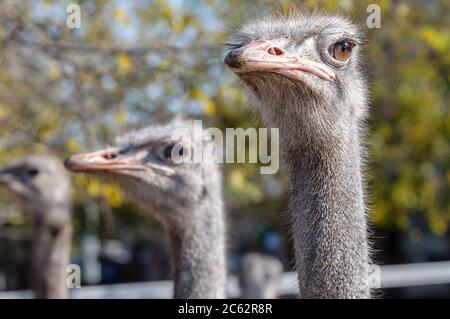 Strauße Nahaufnahme.flugunser Vogel. Stockfoto