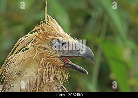 Harpyie (Harpia harpyja) schließen, bis der Kopf des jugendlichen, nass nach dem regen Capricho, Kolumbien November Stockfoto