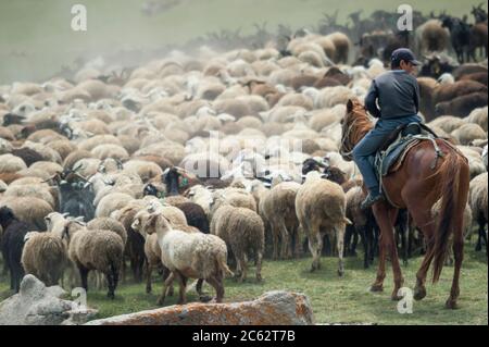 Junge auf dem Pferderücken Herden einer Herde Schafe.Kirgisistan Stockfoto