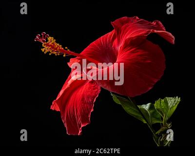 Roter Hibiskus mit schwarzem Hintergrund Stockfoto