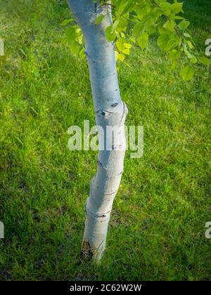 Einzelne weiße Birke Detail, Colorado USA Stockfoto