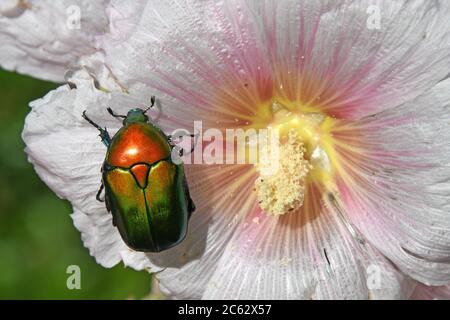 Europäische Blume Käfer, Protaetia cuprea Stockfoto