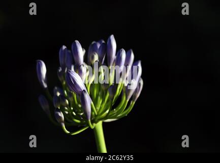 Agapanthus-Anlage Stockfoto