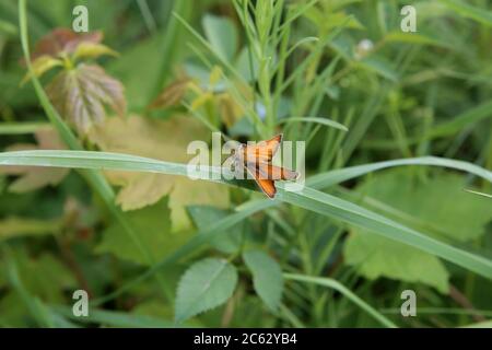 Eine Nahaufnahme eines großen Skipper Schmetterlings Stockfoto