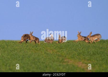 Eine Fahrt von braunen Hasen - Lepus europaeus spielen. Feder Stockfoto