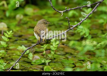 Chiffchaff- Phylloscopus collybita. Sommer. Stockfoto