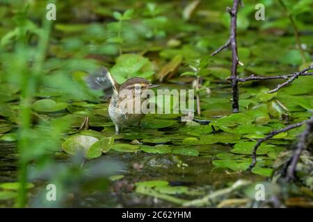 Chiffchaff- Phylloscopus collybita badet im Teich zwischen dem gesäumten Wasser Lily-Nymphoides peltata. Stockfoto