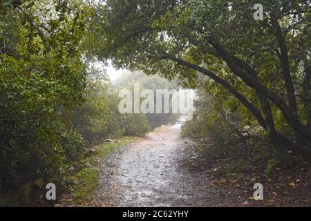 Ein Weg in einem geheimnisvollen Wald Stockfoto