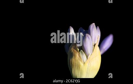 Agapanthus-Anlage Stockfoto