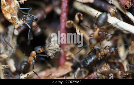 Holzamsen nisten in Makro Stockfoto