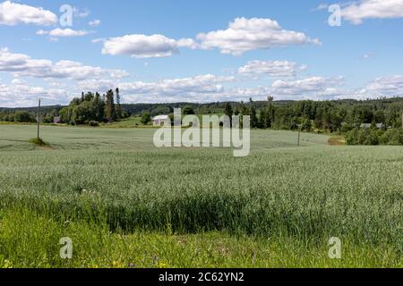 Finnische Landschaft mit grünem Hafer (Avena sativa) Feld in Orivesi, Finnland Stockfoto