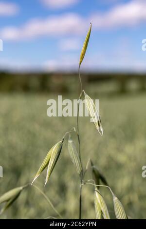 Nahaufnahme von Haferblüten (Avena sativa) Stockfoto