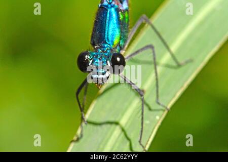 Damselfly - Calopteryx syriaca, Männchen in Nahaufnahme Stockfoto