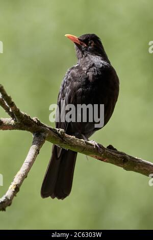 Eurasischer Amsel, der auf einem Ast vor grünem Naturhintergrund (Turdus merula) Stockfoto