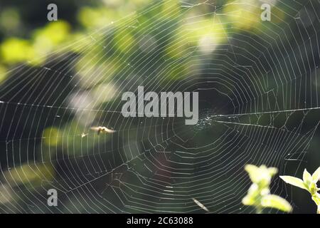 Spinnennetz auf Vegetation Stockfoto