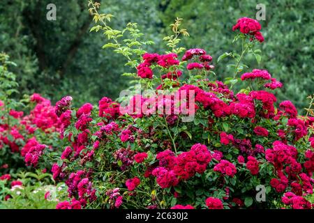 Rote Kletterrose Gartenläufer Stockfoto