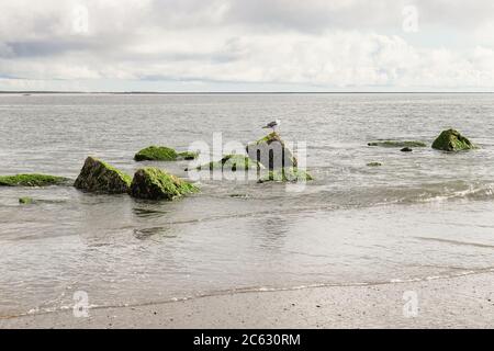 Grüne Algenbedeckte Felsen mit Möwe im Ozean Stockfoto